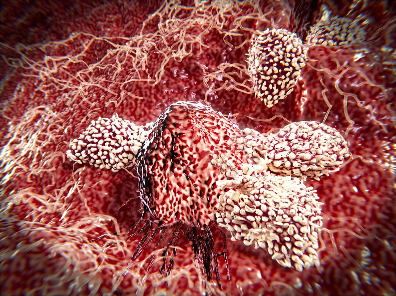 自然杀伤(NK)细胞作为“杀手”首次获得冠军近40年前当研究者观察到这些淋巴细胞的快速免疫反应破坏宿主细胞或肿瘤细胞感染病毒。似乎NK细胞可以附加自发事先激活。