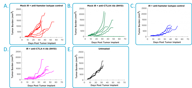 功效anti-CTLA-4和局部放疗的原位4 t1-luc2乳腺肿瘤模型。