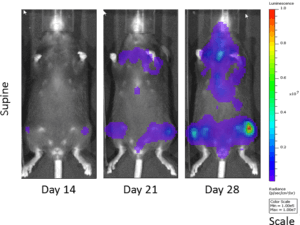 图2:生物荧光成像5 tgm1 C57BL / KaLwRij小鼠细胞
