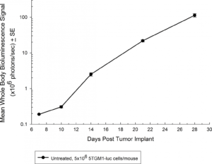 图1:增长动力学5 tgm1-luc Immune-Competent C57BL / KaLwRij老鼠的光点