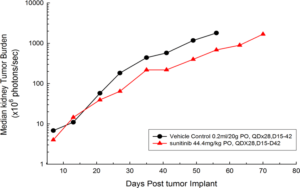 图1:中位数BLI信号原位786 - o (pMMP-LucNeo)人类的肾癌