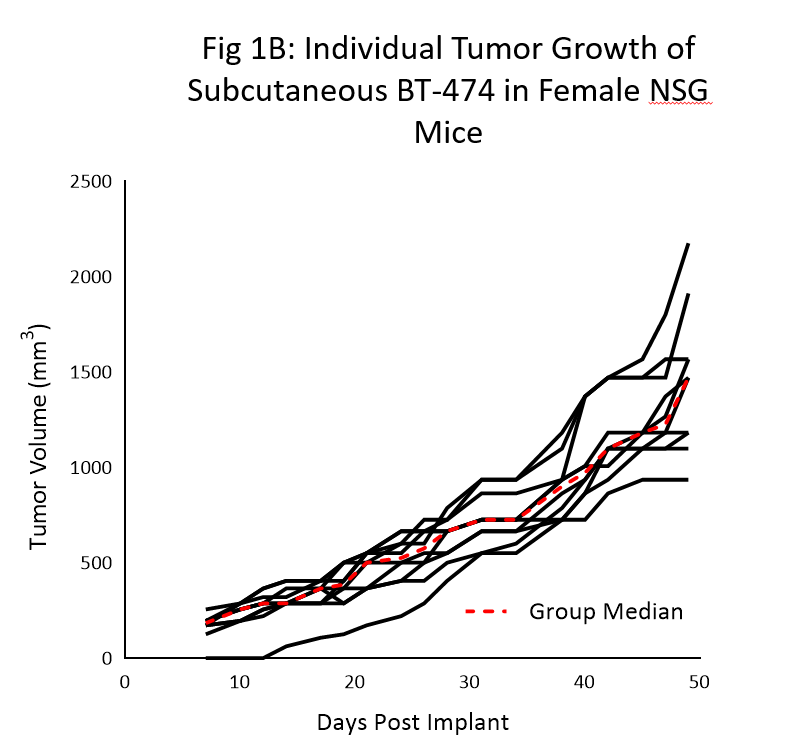 图1 b:个人的皮下肿瘤生长bt - 474女性NSG老鼠