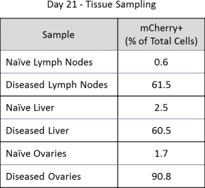 表2:百分比C1498-Luc-mCherry + AML细胞组织(n = 1)。