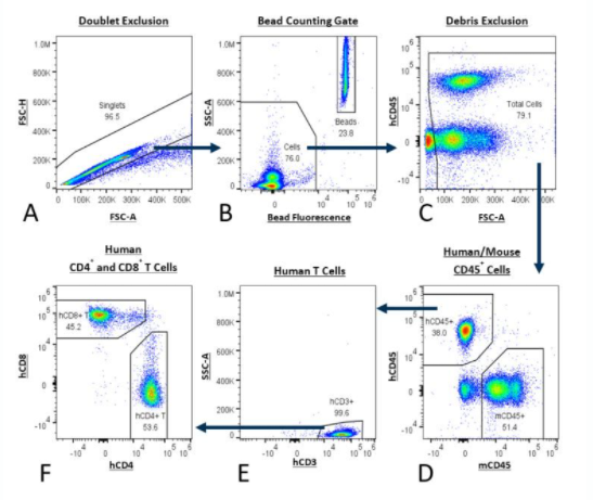 图1:人类T细胞使用PersistenceTTM面板的分析。控制策略始于双重排斥(A)和移动与珠珠结合荧光计数门(B)。下一个碎片是排除(C)和鼠标细胞区别于人类细胞使用anti-mouse CD45和反CD45分离人类T细胞(D)。通过反CD3分子控制(E)的数量,最后人类CD8 +及CD4 + T细胞(F)决定的。
