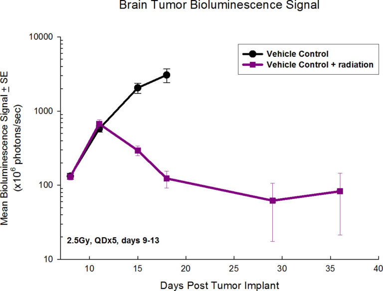 图1:脑瘤生物发光信号