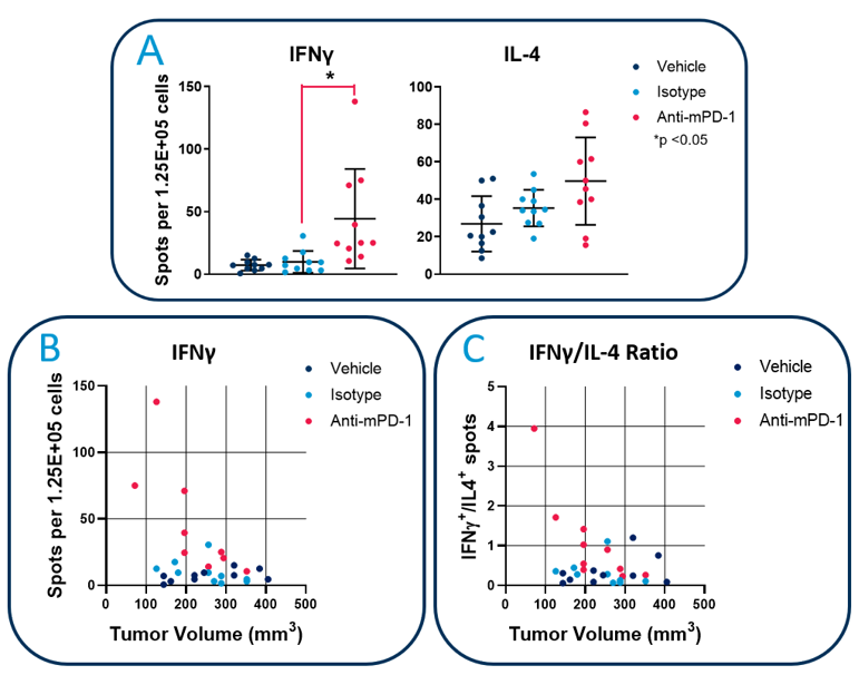 图2:FluoroSpot分析轴承Hepa1-6-luc肿瘤小鼠的抗肿瘤免疫。C57BL / 6小鼠建立Hepa1-6-luc肿瘤与anti-PD-1服用或同形像控制抗体。从200µl外周血白细胞与辐照Hepa1-6-luc细胞培养。)定量IFNγ的频率和il - 4分泌细胞使用CTL ImmunoSpot®S6普遍分析仪。B)的分析每个鼠标IFNγ-producing细胞频率与肿瘤体积。C)。在每个鼠标Th1 / Th2平衡评估通过测量IFNγ/ il - 4的比例产生细胞。