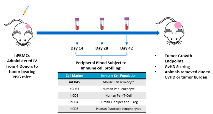 图1 -实验设计评估hPBMC移植MiaPaca-2肿瘤中轴承NSG老鼠。