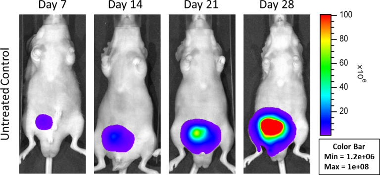 图1:原位PC-3M-Luc-C6人类前列腺癌-代表疾病进展的图片未经处理的控制