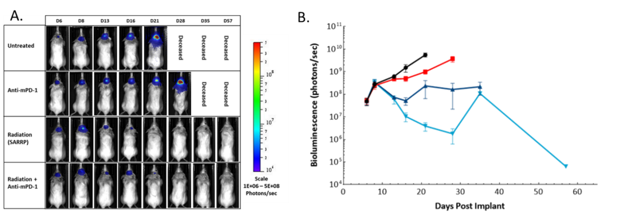 图5:震源辐射的影响,anti-mPD-1和联合治疗颅内肿瘤GL261-luc女C57BL / 6白化小鼠。a代表图像。b .量化BLI信号(光子/秒)。
