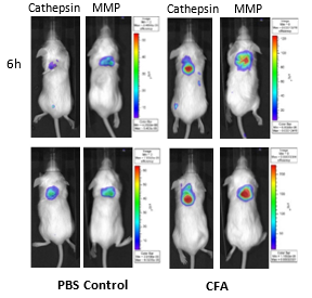 图7:成像BALB / c小鼠植入SC PBS和CFA-soaked海绵和静脉注射的猫快680 tm和MMPSense 750快。