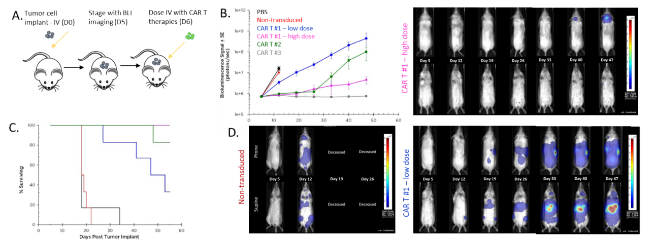 图6:CAR-T疗法的效果对人类Raji-luc B细胞淋巴瘤将静脉植入NSG老鼠。答:肿瘤细胞接种和CAR-T疗法的原理图。b .评估BLI肿瘤负担。总生存期。d代表图像。
