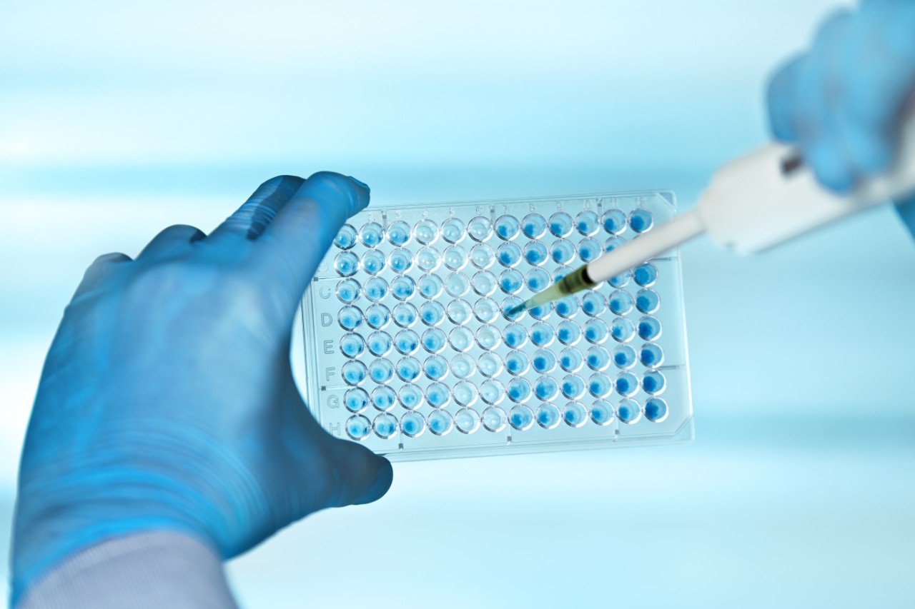 在生化实验室中，科学家的手与移液器和多井板 /技术人员移液器多井在实验室中