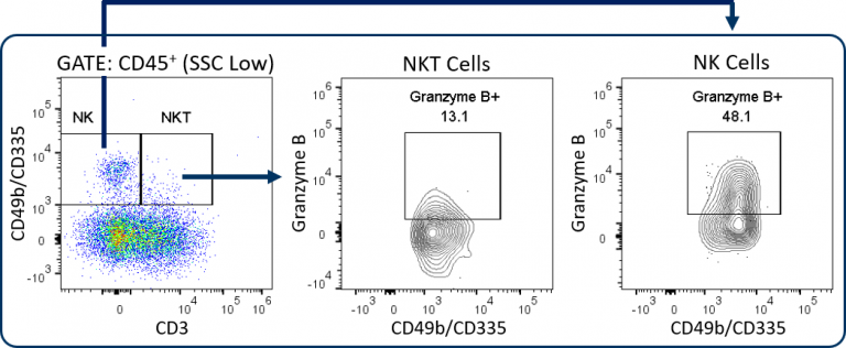 图3:扩展的CompT™面板定制，可以分析naïve MC38肿瘤衍生细胞中的NK和NKT细胞子集。用CD3表达勾画CD49b/CD335+ NK细胞和NKT细胞。颗粒酶B在这些亚群中的表达水平通过下游分析进行量化。
