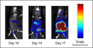图1B：未处理小鼠中C1498-Luc-Mcherry肿瘤负担的代表性BLI图像。