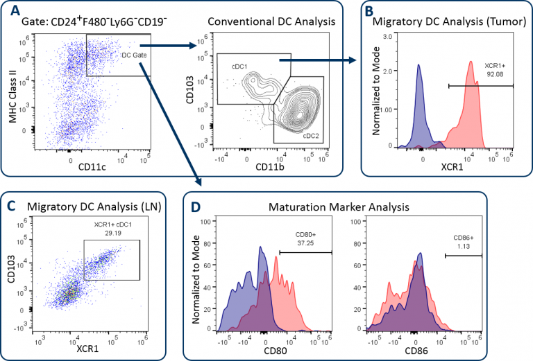 图1:使用CompDC™面板分析直流子集。B16-F10黑色素瘤来自小鼠。肿瘤源性细胞中的DC1和DC2亚群分析(A)，肿瘤中CD103+ DC1细胞中的XCR1表达(B)， B16-F10荷瘤小鼠的淋巴结(C)。共刺激标志物CD80和CD86在肿瘤源性dc中的表达(D)。红色峰代表靶点染色细胞。蓝色峰代表未染色阴性对照。