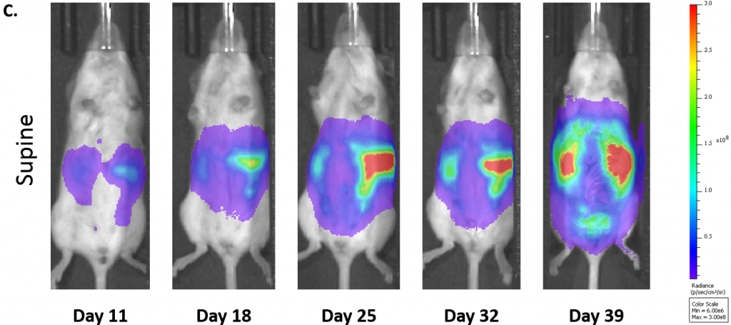 图1C: C57BL/6白化小鼠(1.0×107 cells/mouse)中ID8-luc-mCh-Puro卵巢癌进展的代表性BLI图像。