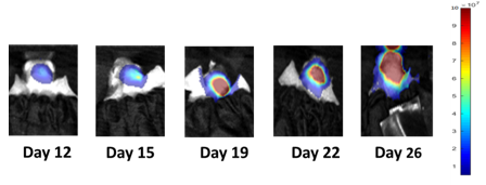 图1:脑转移性疾病进展的NCI-H1975-Luc代表性图像