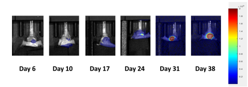 图2:转移性脑疾病进展的PC-9-Luc代表性图像
