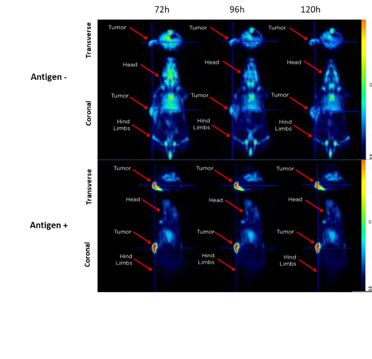 图1。注射89Zr标记抗原后，用PET显示的Ag+和Ag-肿瘤的代表性图像。横断面和冠状面显示。
