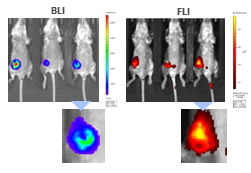 图9:静脉注射组织蛋白酶特异性ProSenseTM750荧光探针24小时后，BLI(左)和FLI(右)对4T1-luc2-1A4肿瘤的多模态成像。下面是相应肿瘤的特写。