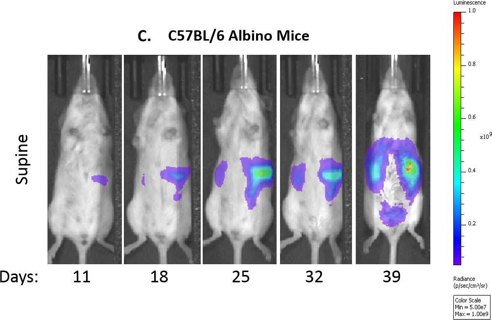 图1C:对照小鼠随时间变化的代表性生物发光图像。